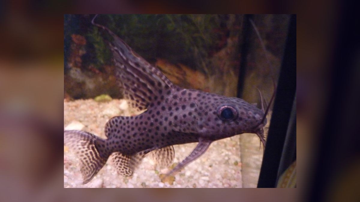 Top 10 Synodontis Catfish Species 2027