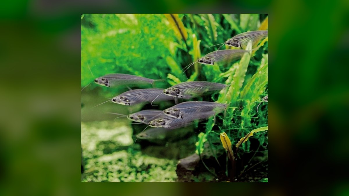 Top 10 Glass Catfish Transparent Shoalers 2027 — figure 1