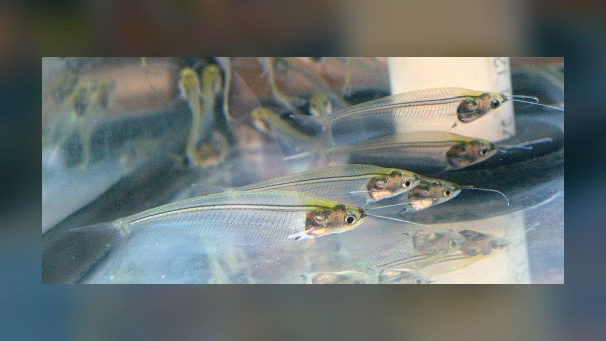 Top 10 Glass Catfish Transparent Shoalers 2027 — figure 4