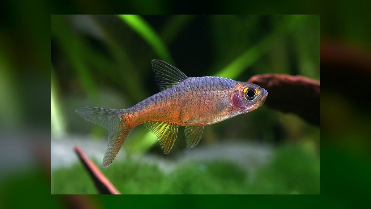 Top 10 Glass Catfish Transparent Shoalers 2027 — figure 7
