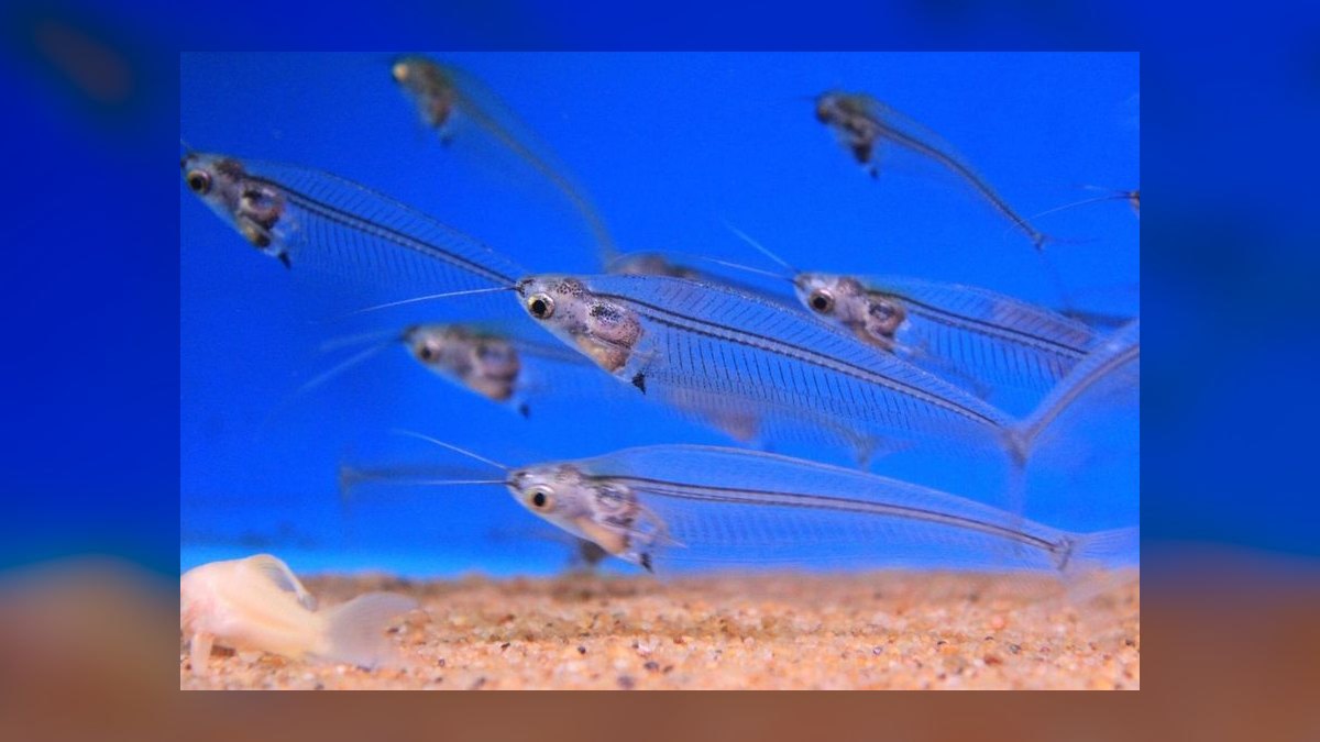 Top 10 Glass Catfish Transparent Shoalers 2027 — figure 8
