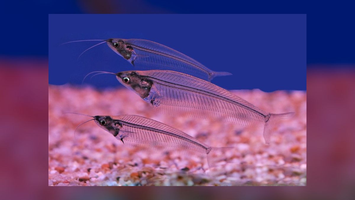 Top 10 Glass Catfish Transparent Shoalers 2027