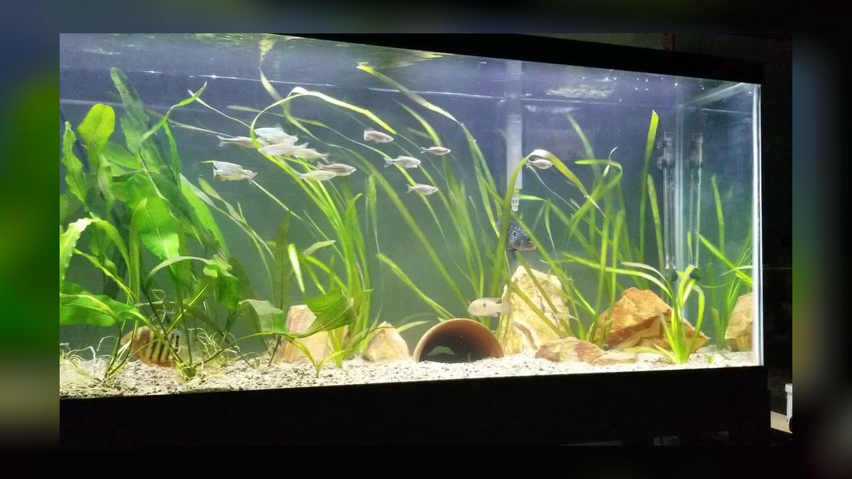 Top 10 Clown Loach Centerpiece Fish 2027 — figure 10