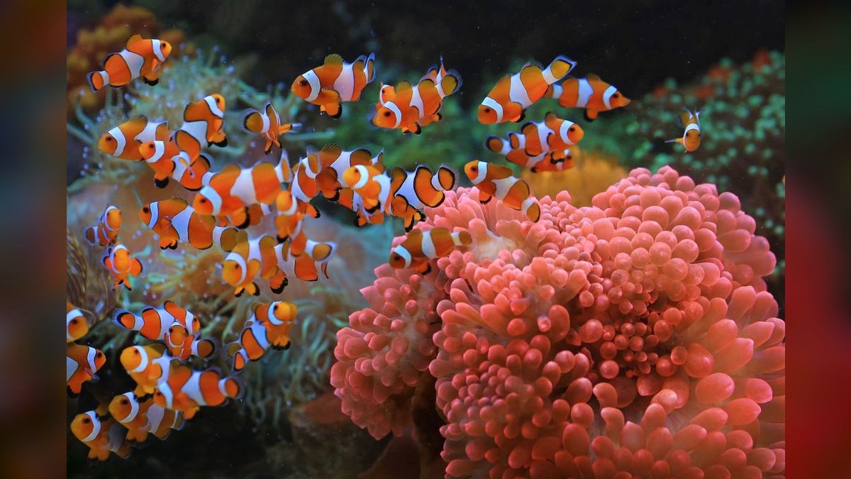 Top 10 Clown Loach Centerpiece Fish 2027 — figure 3