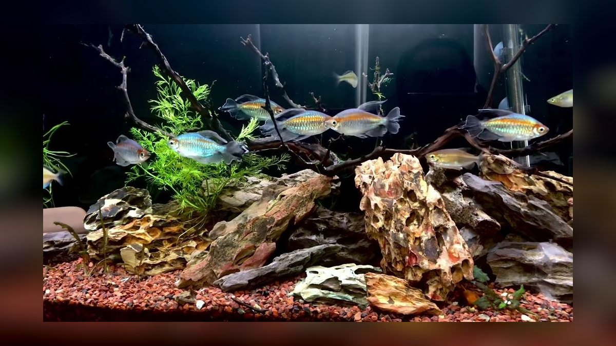 Top 10 Clown Loach Centerpiece Fish 2027 — figure 7