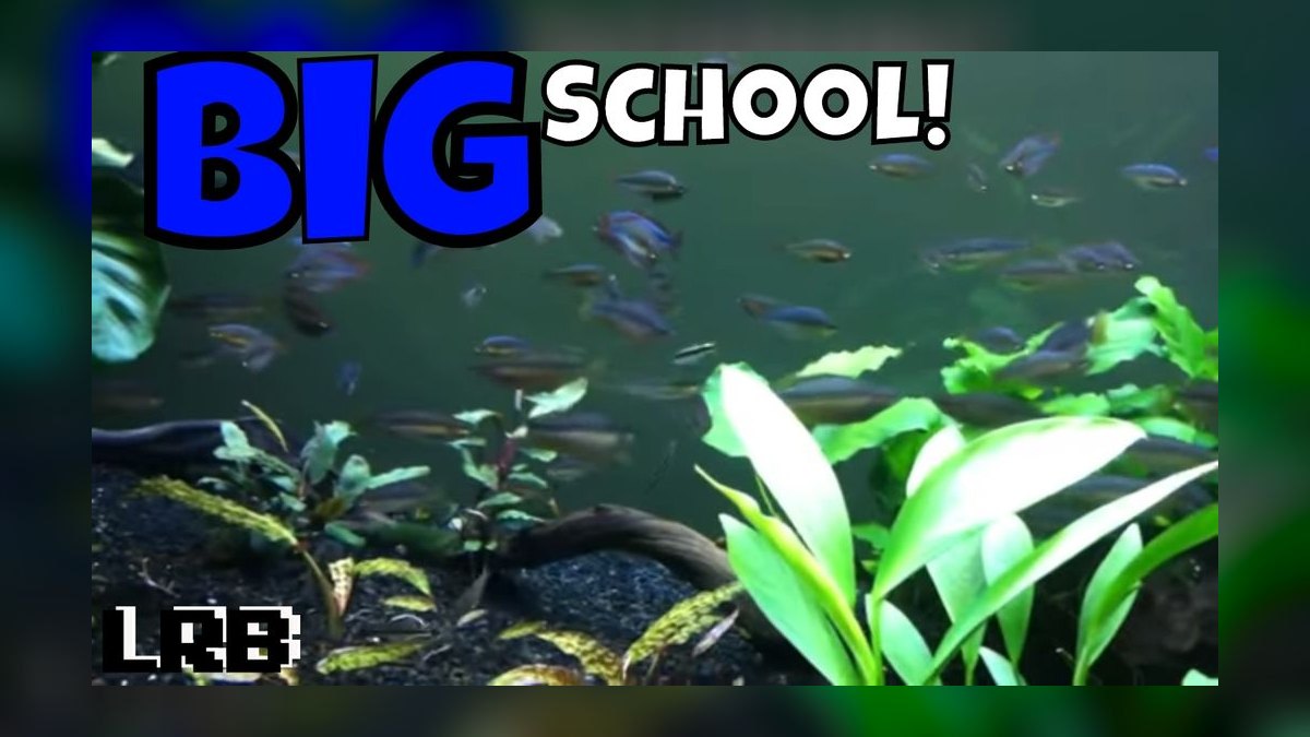 Top 10 Clown Loach Centerpiece Fish 2027 — figure 8