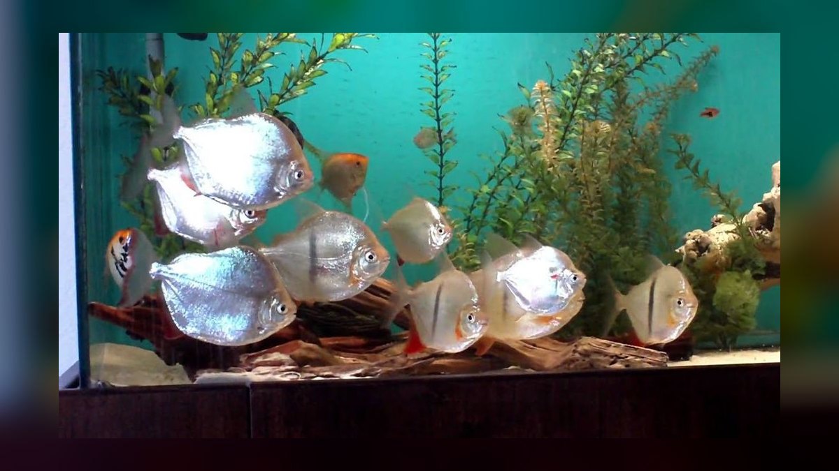 Top 10 Clown Loach Centerpiece Fish 2027 — figure 9