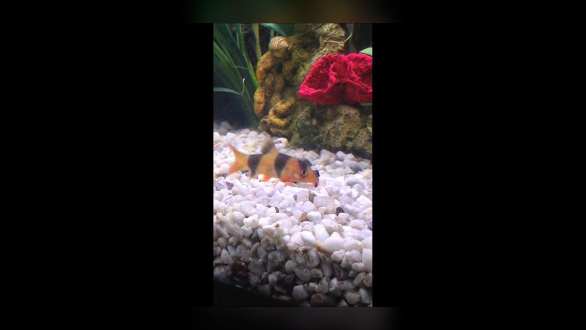 Top 10 Clown Loach Centerpiece Fish 2027