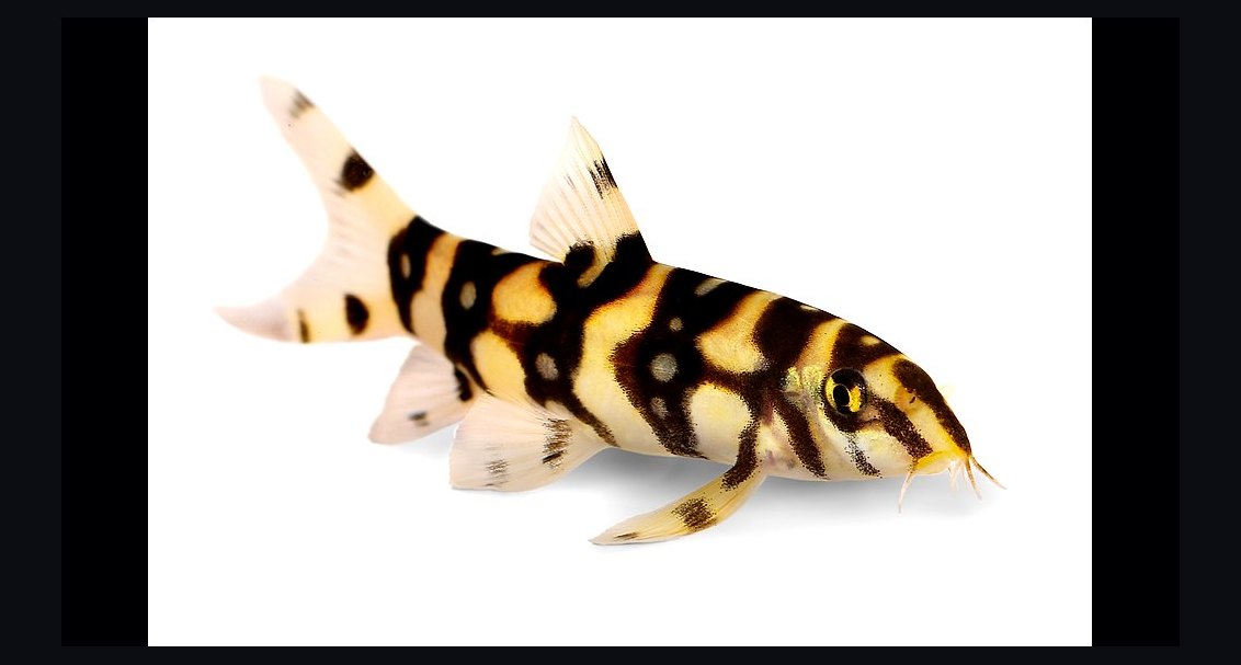 Top 10 Yo-Yo Loach Patterned Loaches 2027