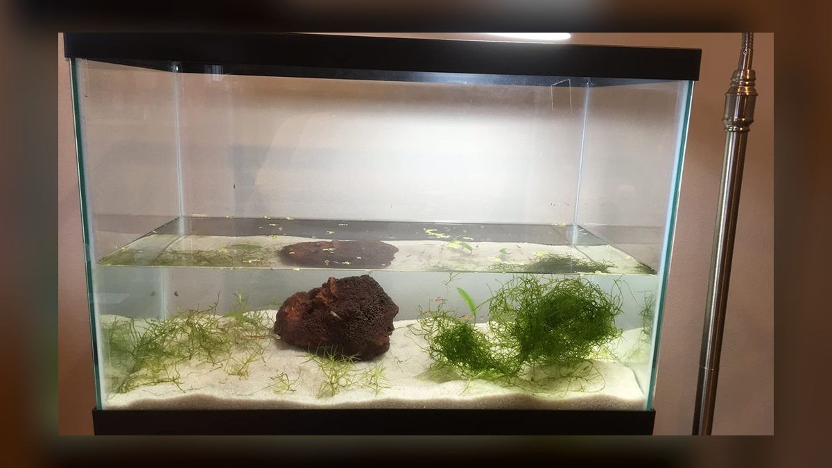 Top 10 Kuhli Loach Sand Dwellers 2027 — figure 10