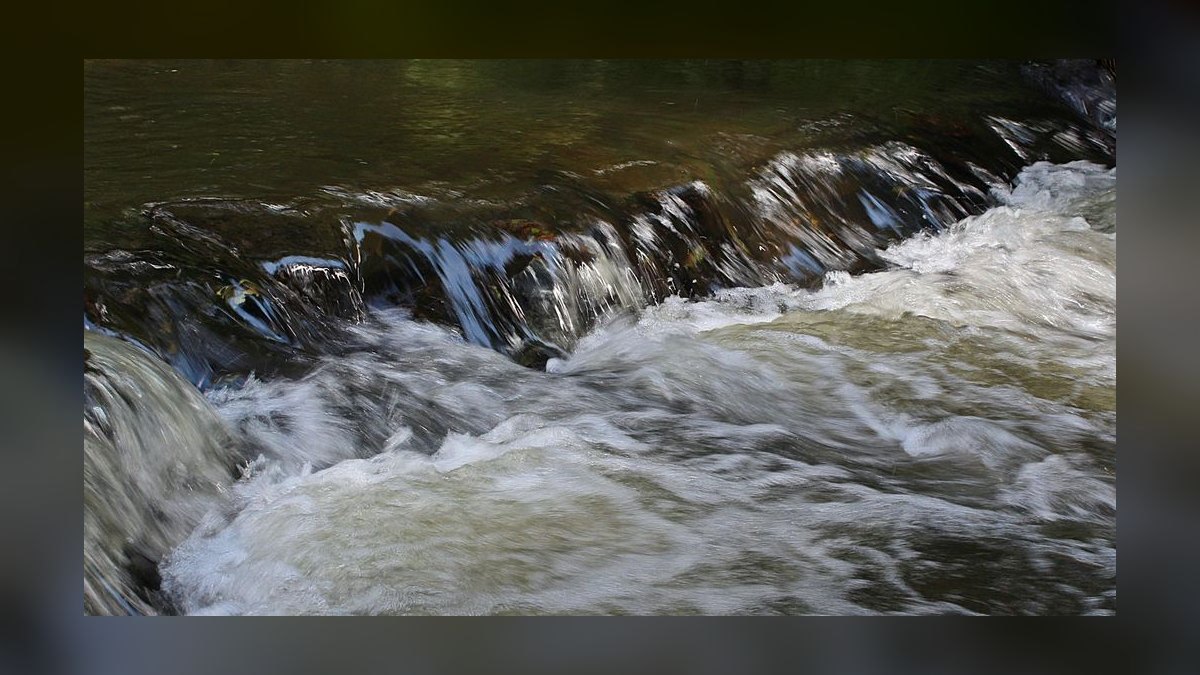 Top 10 Hillstream Loach Flow Tank Fish 2027 — figure 3