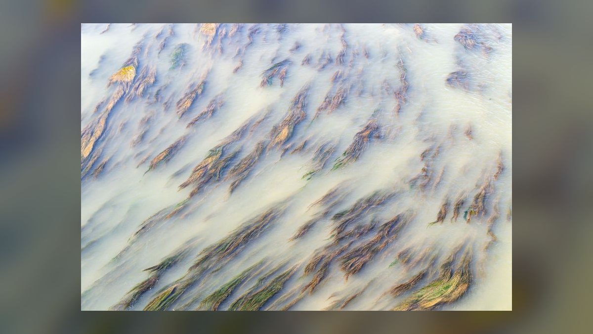 Top 10 Hillstream Loach Flow Tank Fish 2027 — figure 4