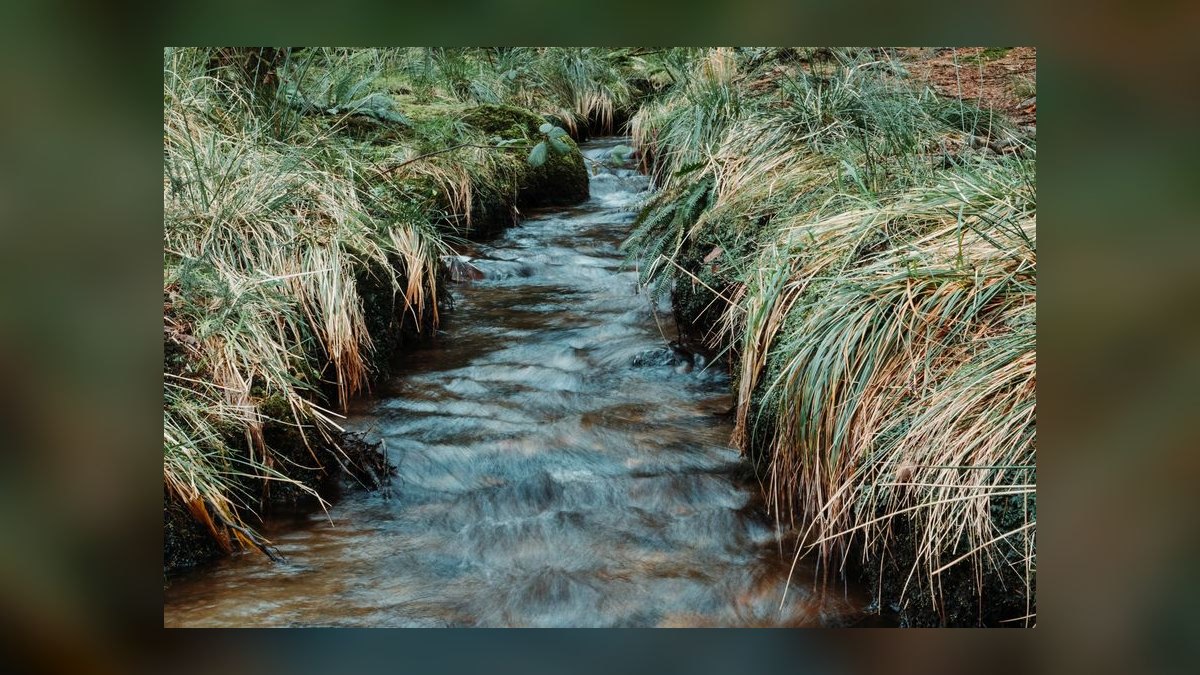 Top 10 Hillstream Loach Flow Tank Fish 2027 — figure 5
