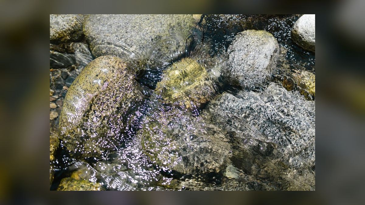 Top 10 Hillstream Loach Flow Tank Fish 2027 — figure 6