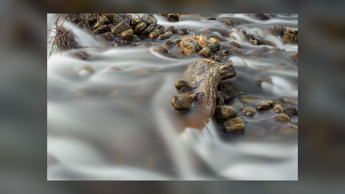Top 10 Hillstream Loach Flow Tank Fish 2027 — figure 9