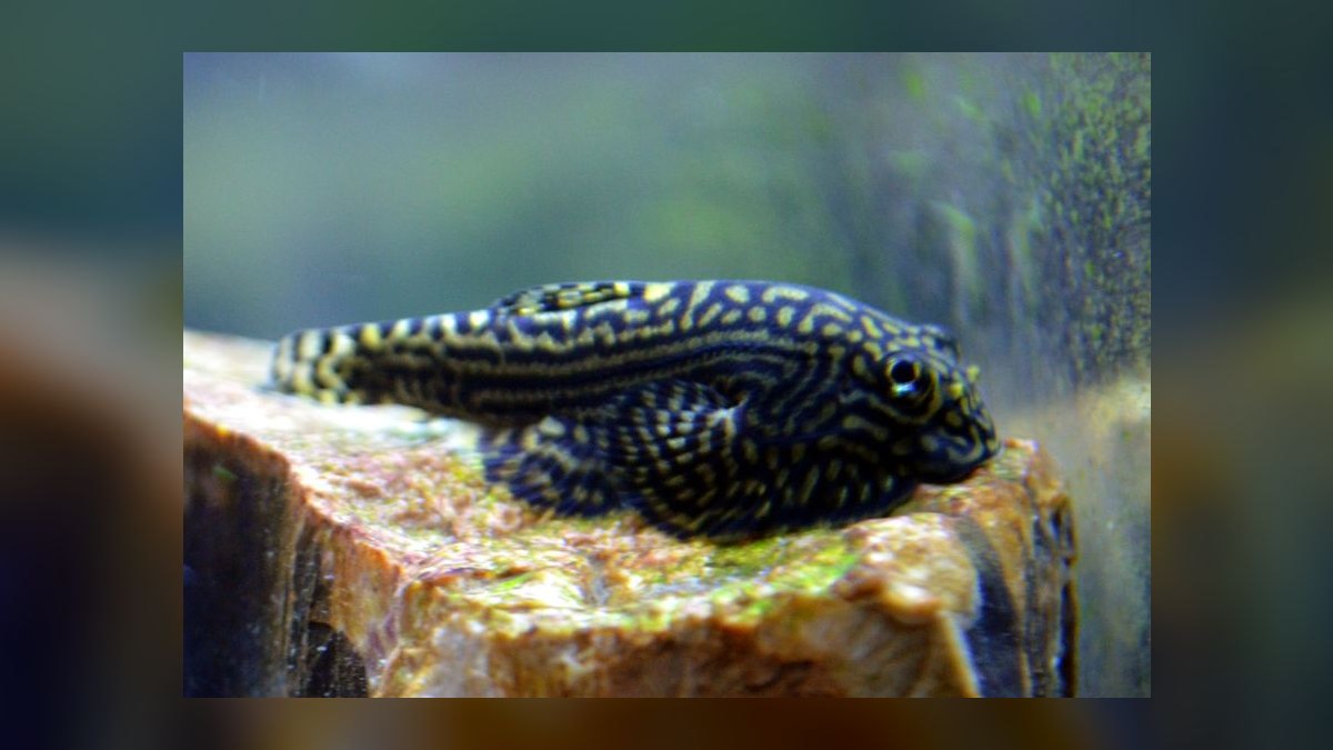 Top 10 Hillstream Loach Flow Tank Fish 2027