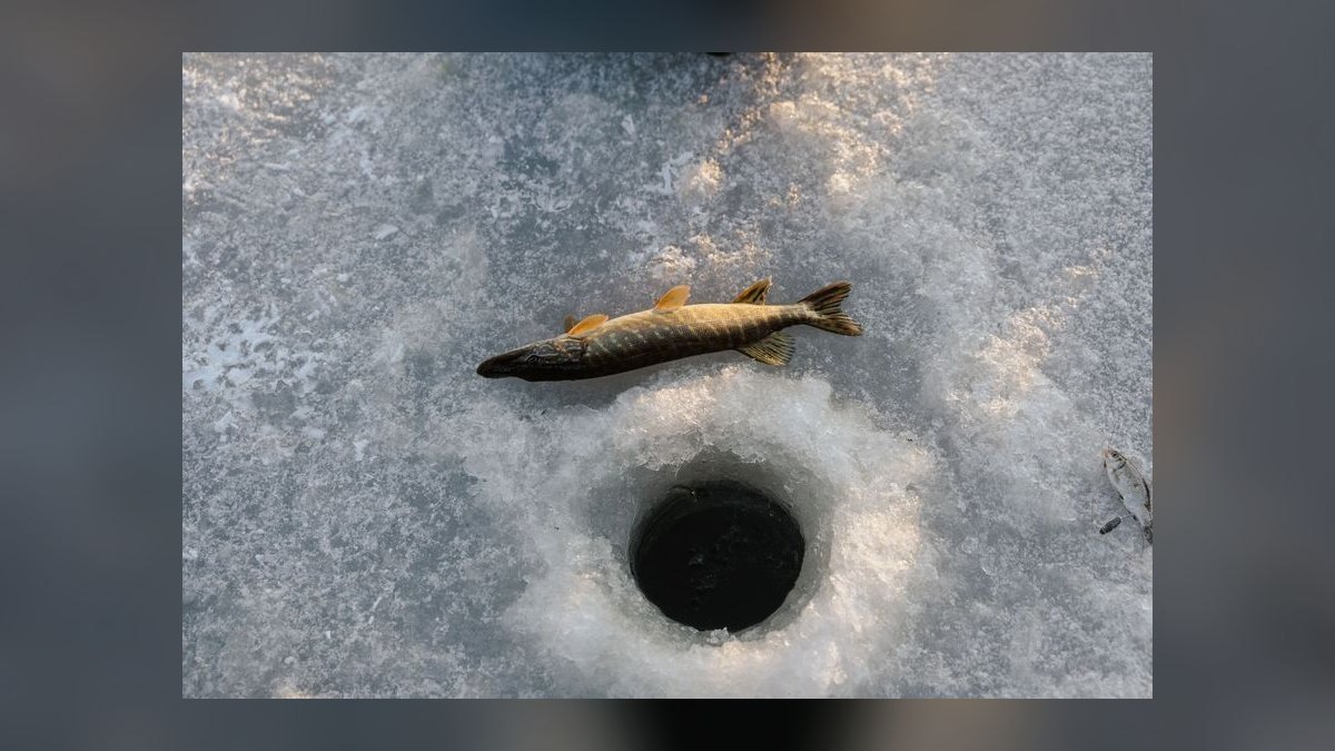 Top 10 Weather Loach Cold Tolerant Fish 2027 — figure 7