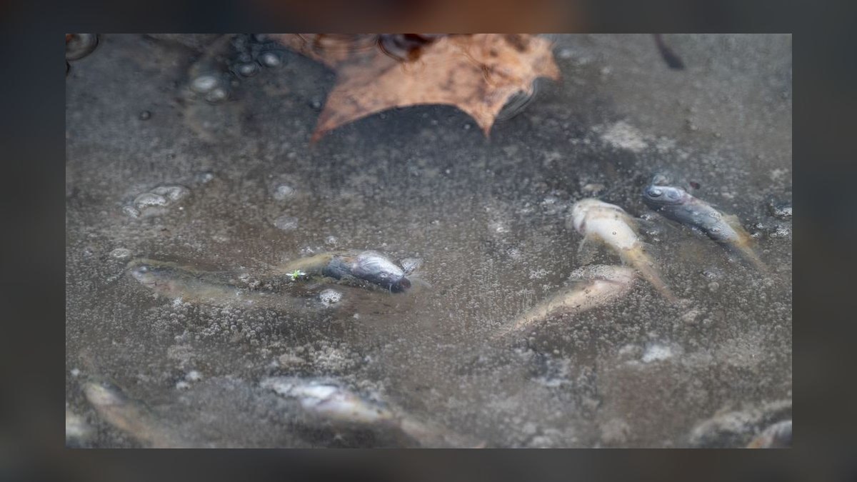 Top 10 Weather Loach Cold Tolerant Fish 2027 — figure 8