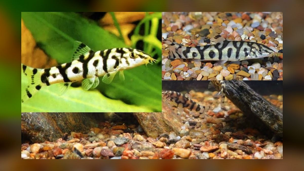 Top 10 Zebra Loach Striped Bottom Fish 2027 — figure 2