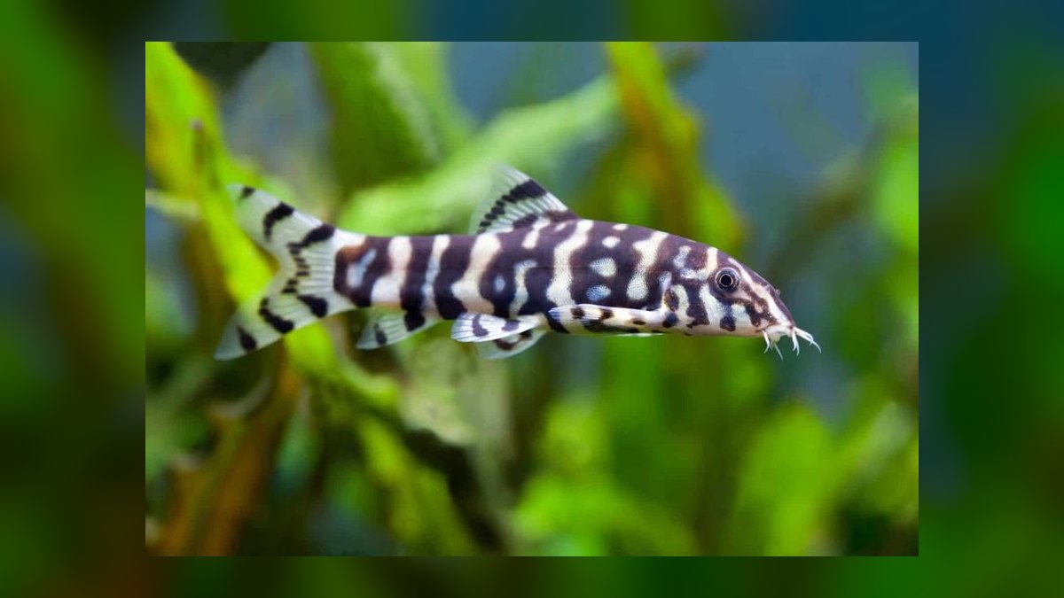 Top 10 Zebra Loach Striped Bottom Fish 2027 — figure 5