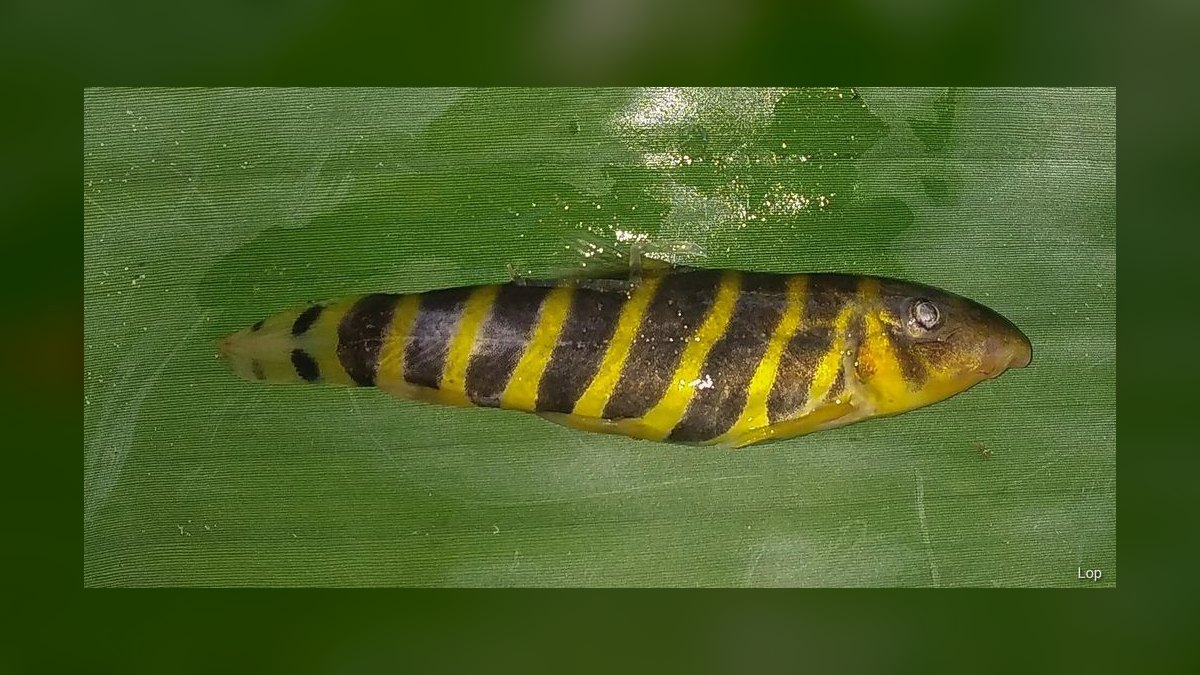 Top 10 Zebra Loach Striped Bottom Fish 2027 — figure 6