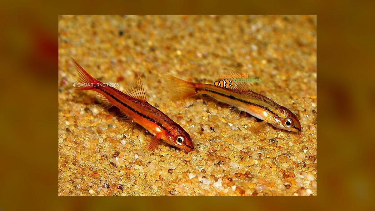 Top 10 Zebra Loach Striped Bottom Fish 2027 — figure 7