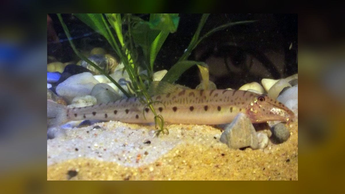 Top 10 Zebra Loach Striped Bottom Fish 2027 — figure 8