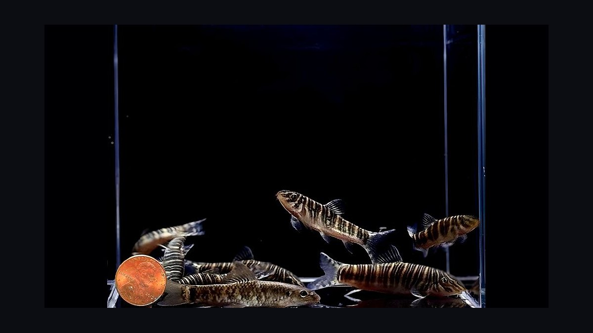 Top 10 Zebra Loach Striped Bottom Fish 2027