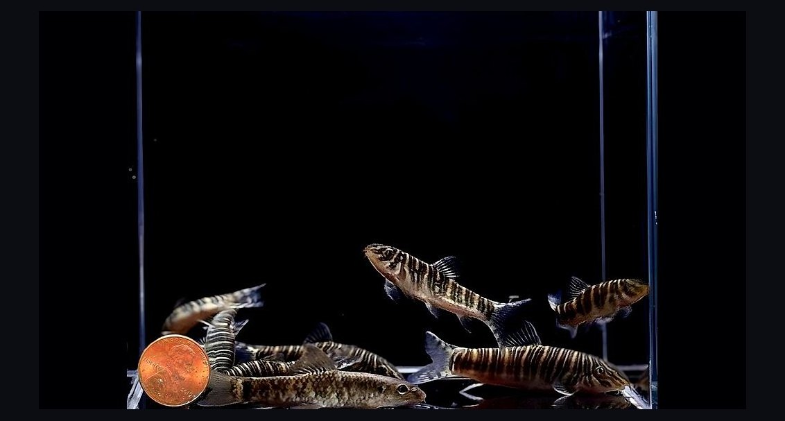 Top 10 Zebra Loach Striped Bottom Fish 2027