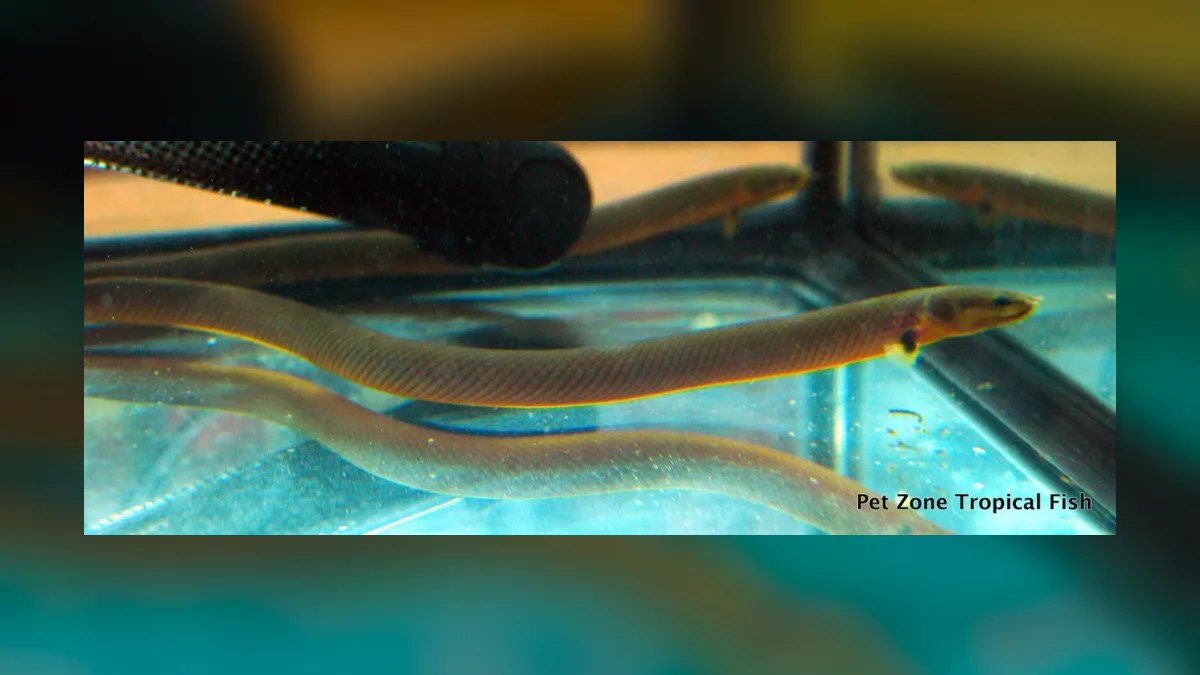 Top 10 Rope Fish Eel-Like Oddballs 2027 — figure 1