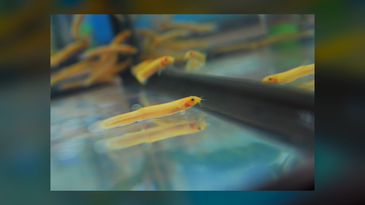 Top 10 Rope Fish Eel-Like Oddballs 2027 — figure 10