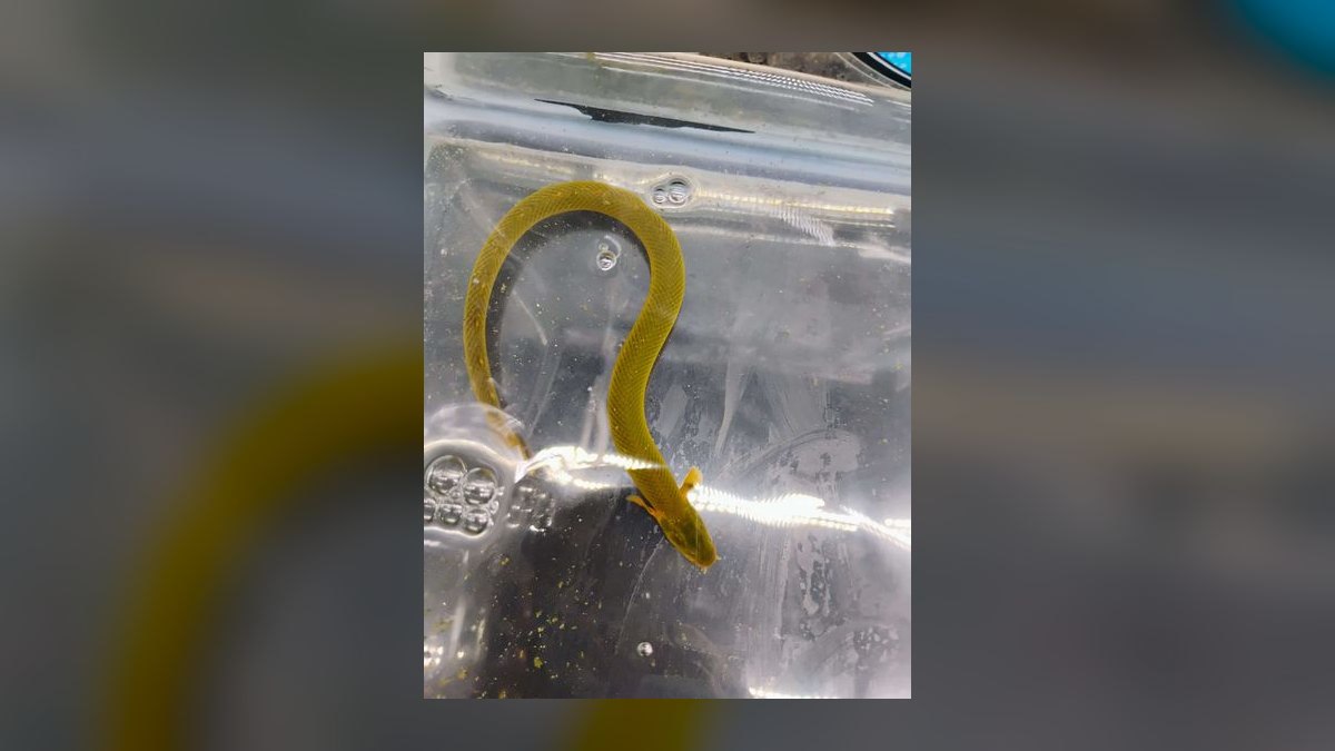 Top 10 Rope Fish Eel-Like Oddballs 2027 — figure 7