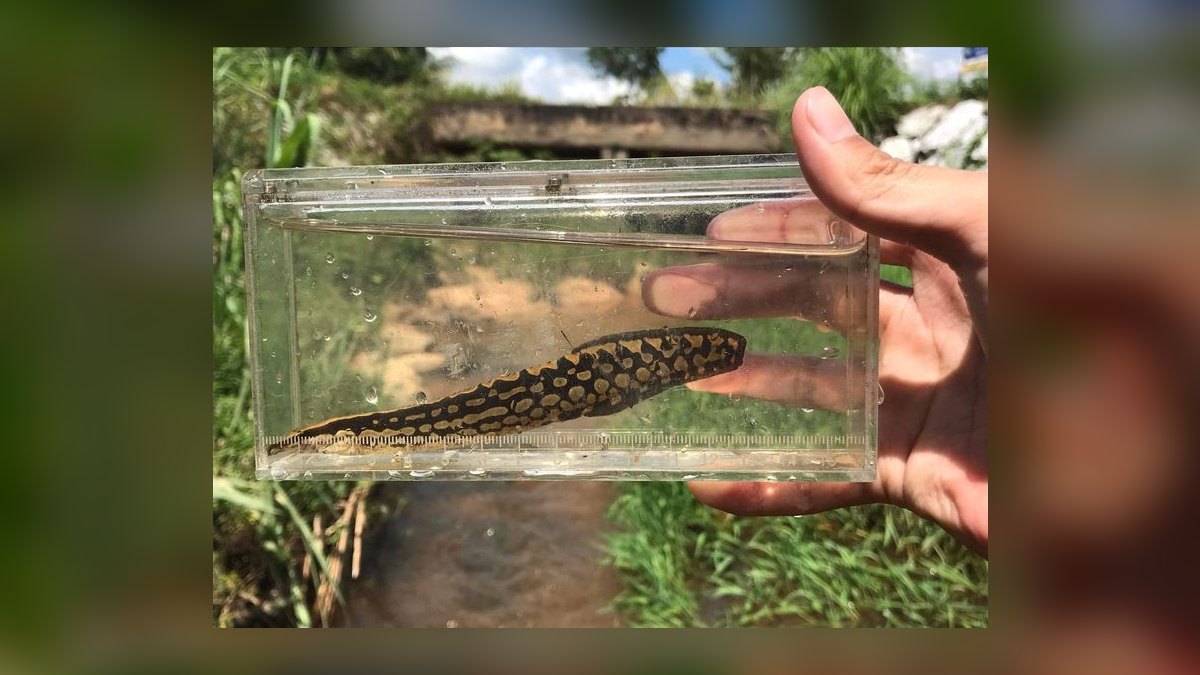 Top 10 Rope Fish Eel-Like Oddballs 2027 — figure 8