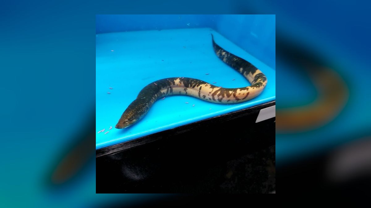 Top 10 Rope Fish Eel-Like Oddballs 2027 — figure 9