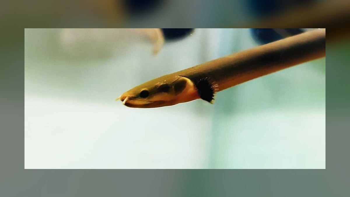 Top 10 Rope Fish Eel-Like Oddballs 2027