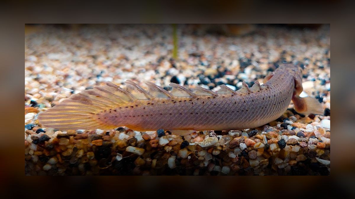 Top 10 Bichir Ancient Fish Species 2027 — figure 1