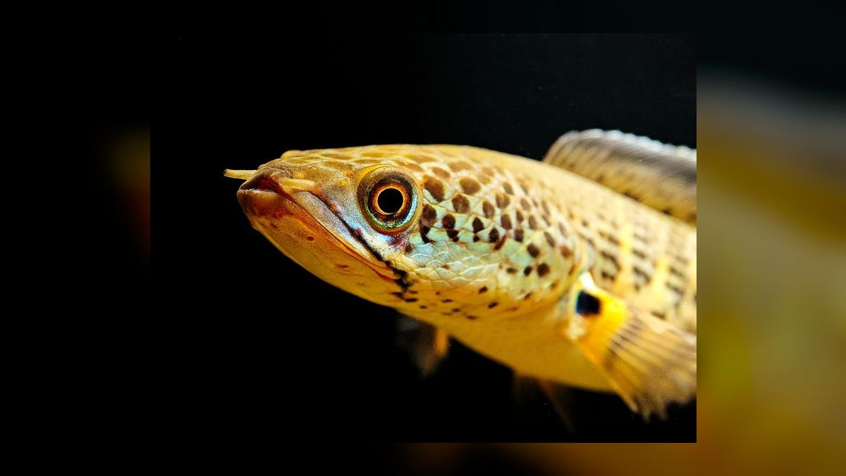 Top 10 Bichir Ancient Fish Species 2027 — figure 10
