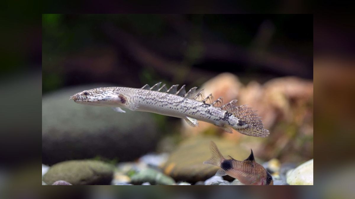 Top 10 Bichir Ancient Fish Species 2027 — figure 3