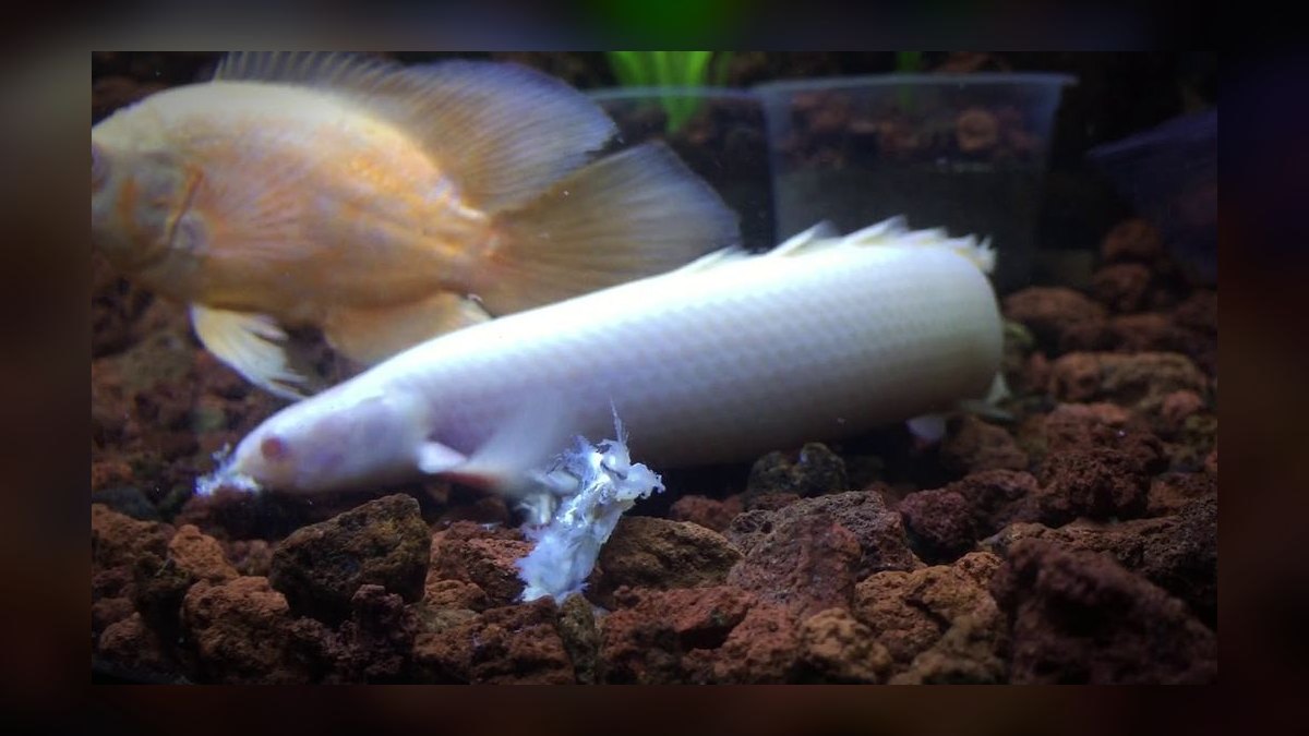 Top 10 Bichir Ancient Fish Species 2027 — figure 4