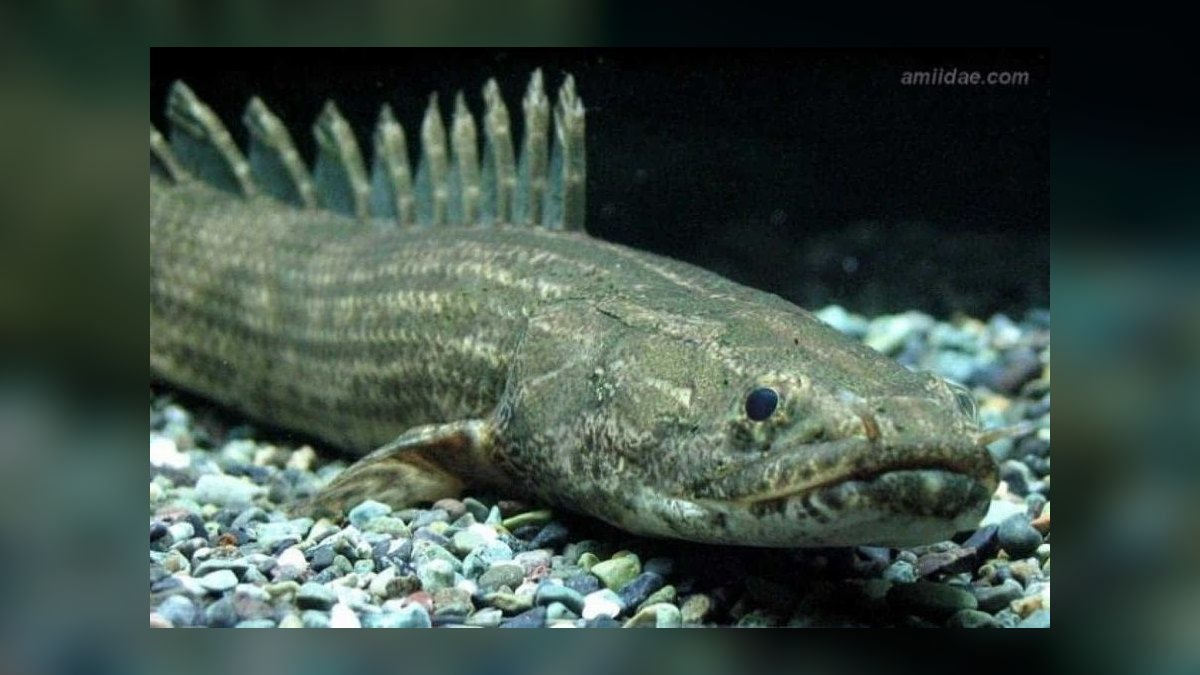 Top 10 Bichir Ancient Fish Species 2027 — figure 5