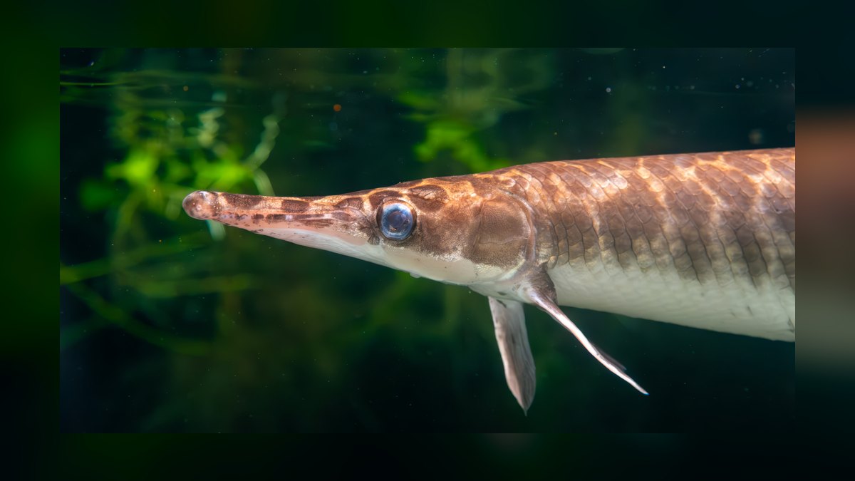 Top 10 Bichir Ancient Fish Species 2027 — figure 7