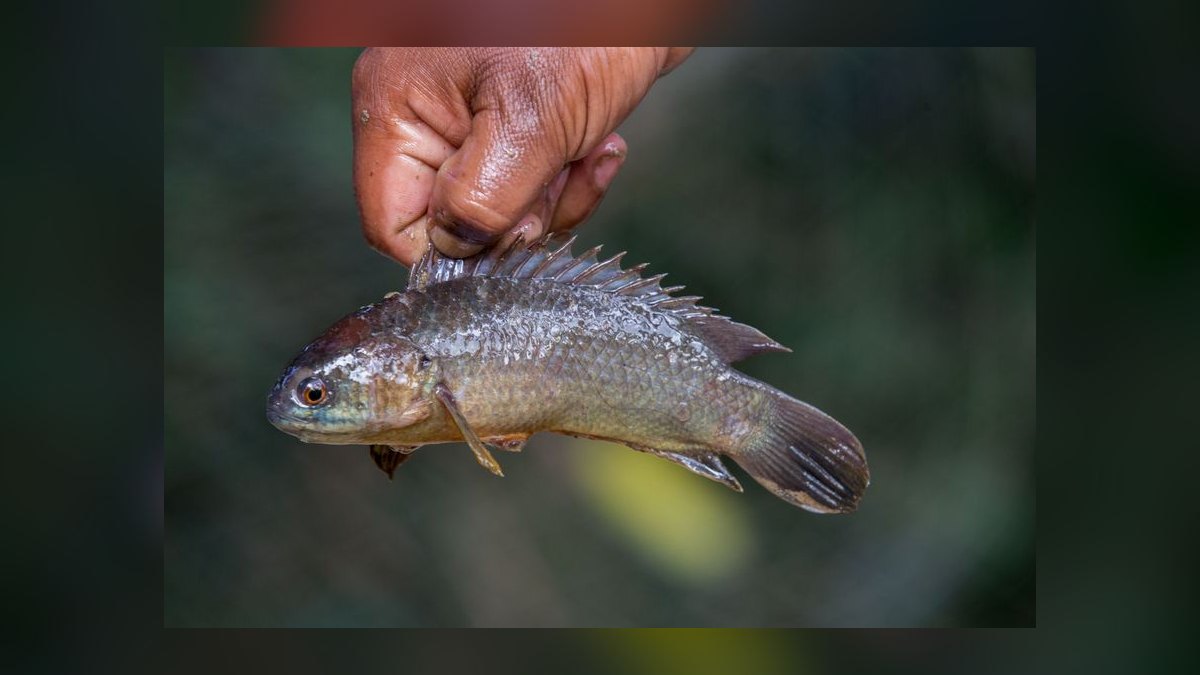 Top 10 Bichir Ancient Fish Species 2027 — figure 8