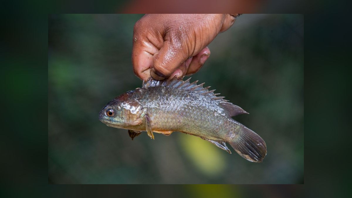 Top 10 Bichir Ancient Fish Species 2027 — figure 9