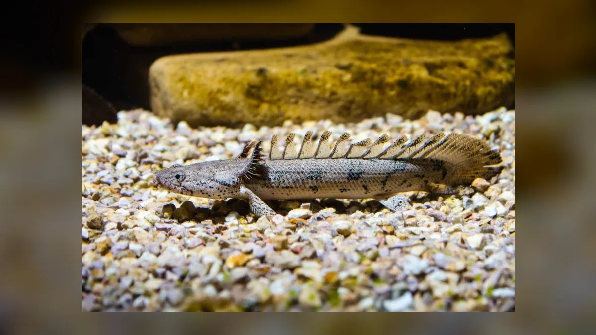 Top 10 Bichir Ancient Fish Species 2027