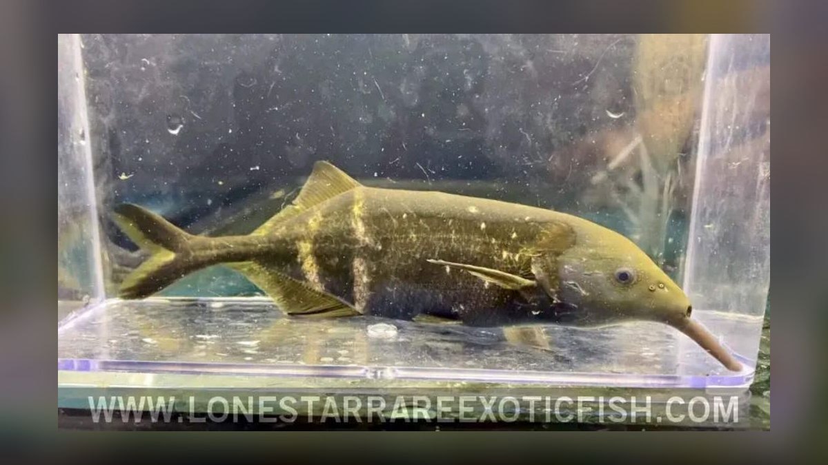 Top 10 Elephant Nose Fish Oddball Picks 2027 — figure 1