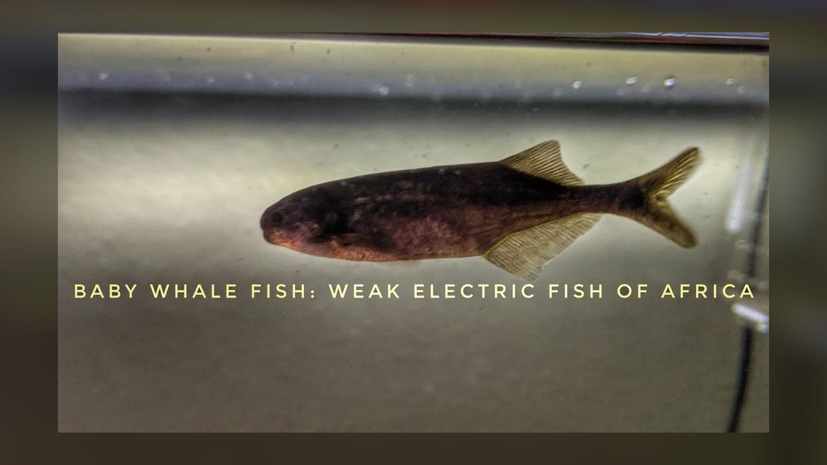 Top 10 Elephant Nose Fish Oddball Picks 2027 — figure 2