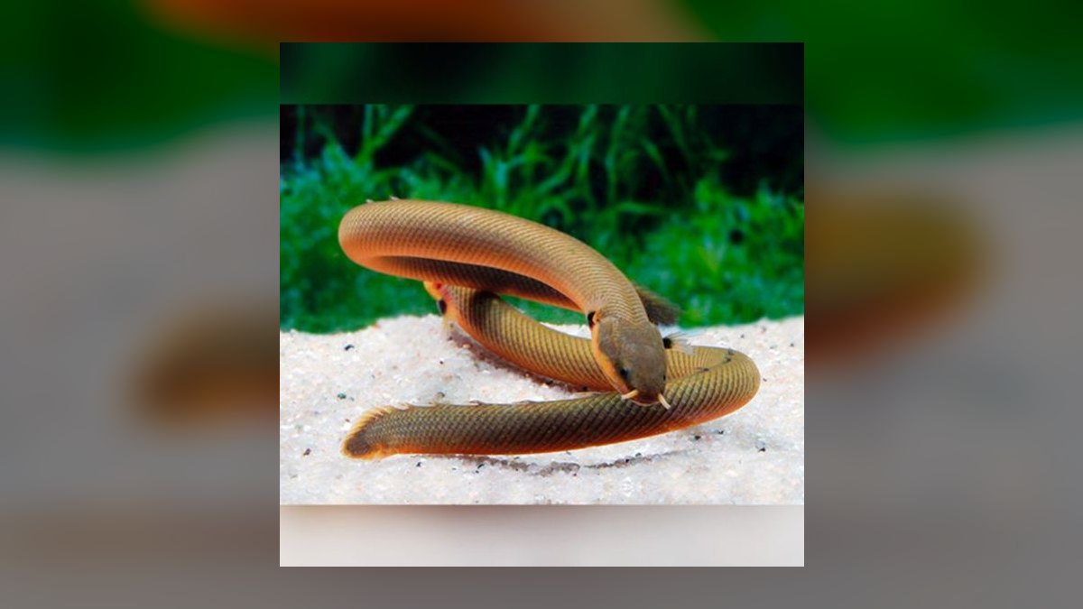 Top 10 Elephant Nose Fish Oddball Picks 2027 — figure 7