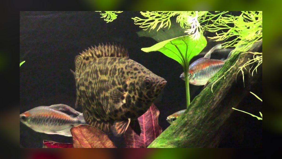 Top 10 Elephant Nose Fish Oddball Picks 2027 — figure 8