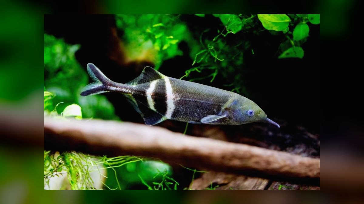 Top 10 Elephant Nose Fish Oddball Picks 2027