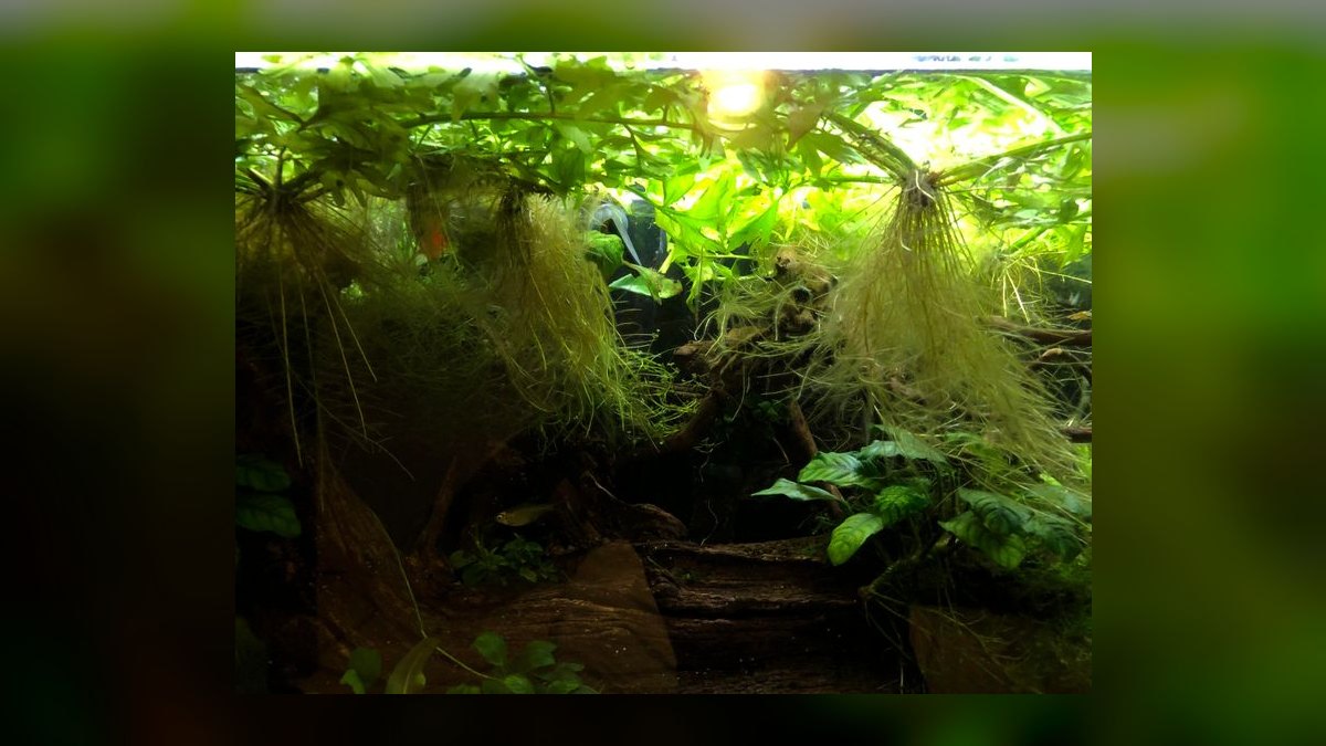 Top 10 African Butterfly Fish Surface Hunters 2027 — figure 4